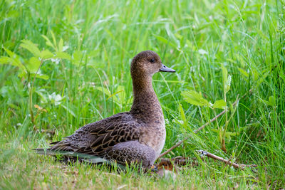 Duck on field