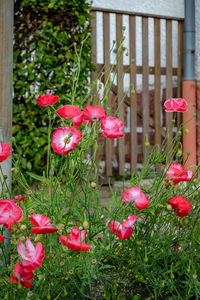 Close-up of pink flowers blooming outdoors