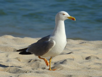 Close-up of seagull perching on shore
