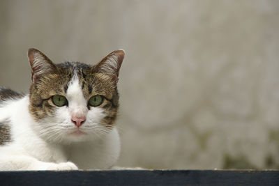 Close-up portrait of a cat against wall