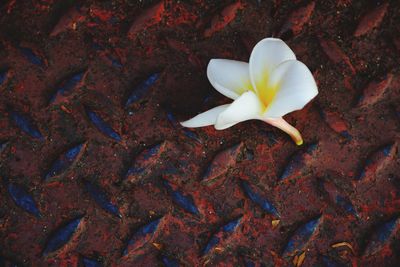 High angle view of white flowering plant