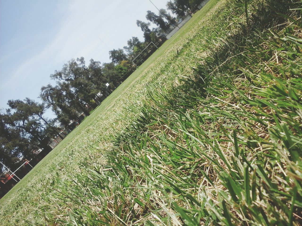 growth, tree, green color, nature, grass, tranquility, sky, plant, beauty in nature, low angle view, sunlight, field, green, day, tranquil scene, outdoors, growing, lush foliage, no people, scenics