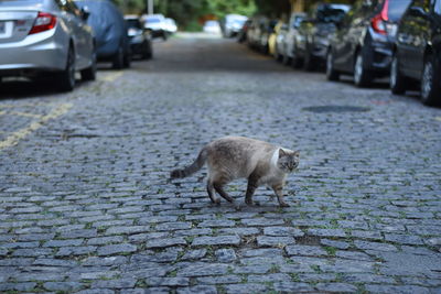 Cat on street in city