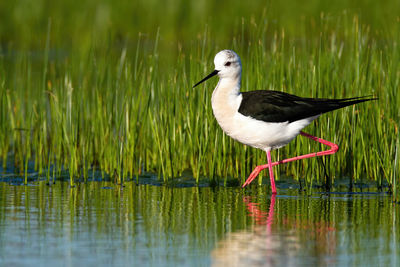 Bird on a lake