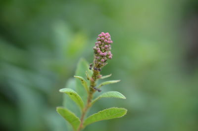 Close-up of flowering plant against blurred background