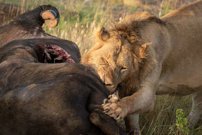 Close-up of male lion gnawing buffalo carcase
