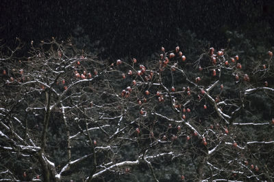 Full frame shot of dry plants on field