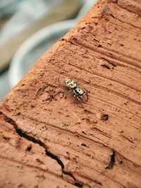 High angle view of insect on wood