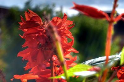 Close-up of maple on red flowers