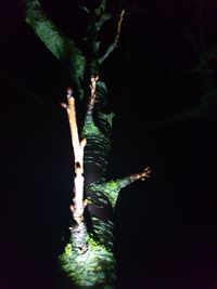 Close-up of insect on plant at night