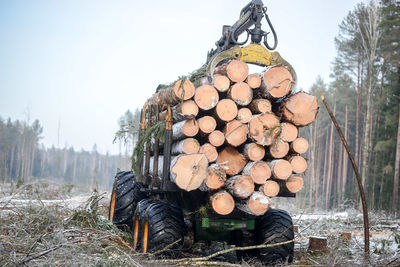 Stack of logs on field in forest