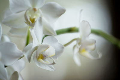 Close-up of white flowers blooming outdoors