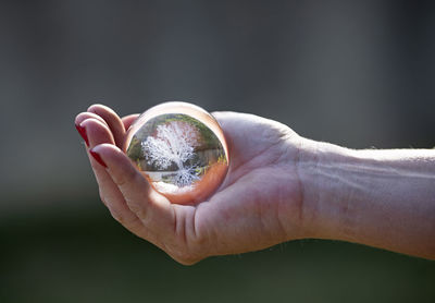 Cropped hand holding crystal ball
