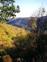 Scenic view of forest against sky during autumn