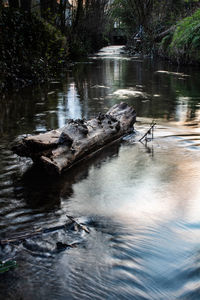 Scenic view of river flowing in forest