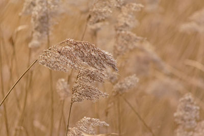 Close-up of dry leaf on field