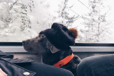 Labrador retriever with people in vehicle