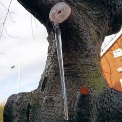 Low angle view of tree