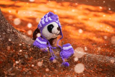 Close-up of stuffed toy