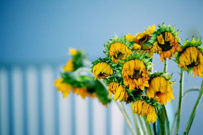 Close-up of yellow flowers against clear blue sky