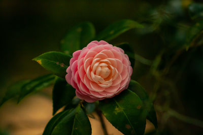 Close-up of pink rose