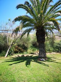 Palm trees on field against sky