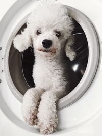 Close-up portrait of dog