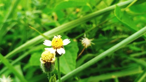 Close-up of white flowering plant