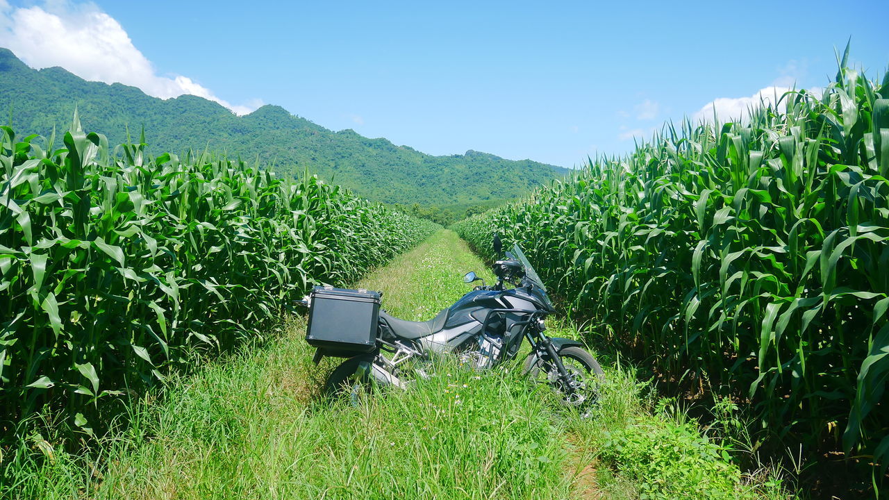 SCENIC VIEW OF AGRICULTURAL FIELD