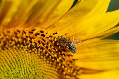 Close-up of insect on yellow flower