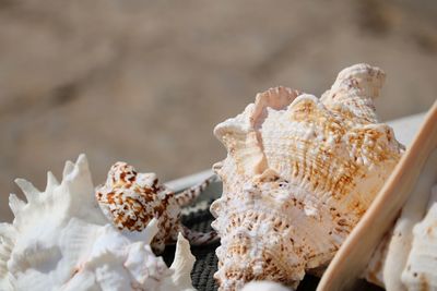 Close-up of seashell