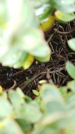 Close-up of leaf