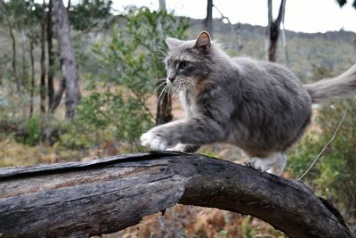 Cat sitting on branch