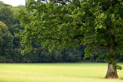 Trees growing on field