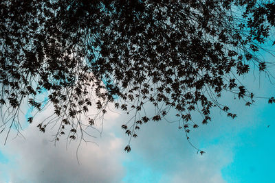 Low angle view of silhouette tree against sky