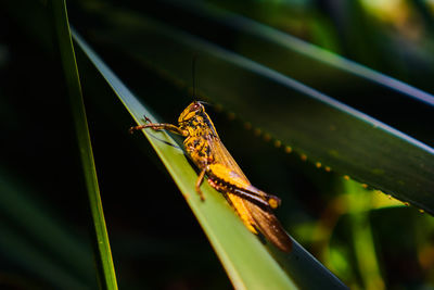 Close-up of grasshopper on plant