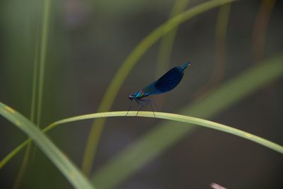 Close-up of an insect on a plant