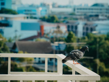 Bird perching on a railing