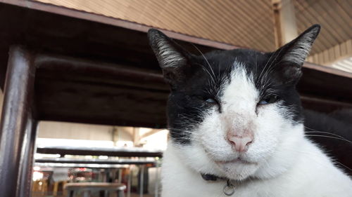 Close-up portrait of a cat