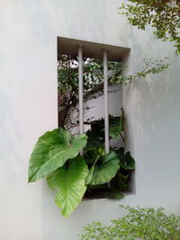 Close-up of ivy growing on tree