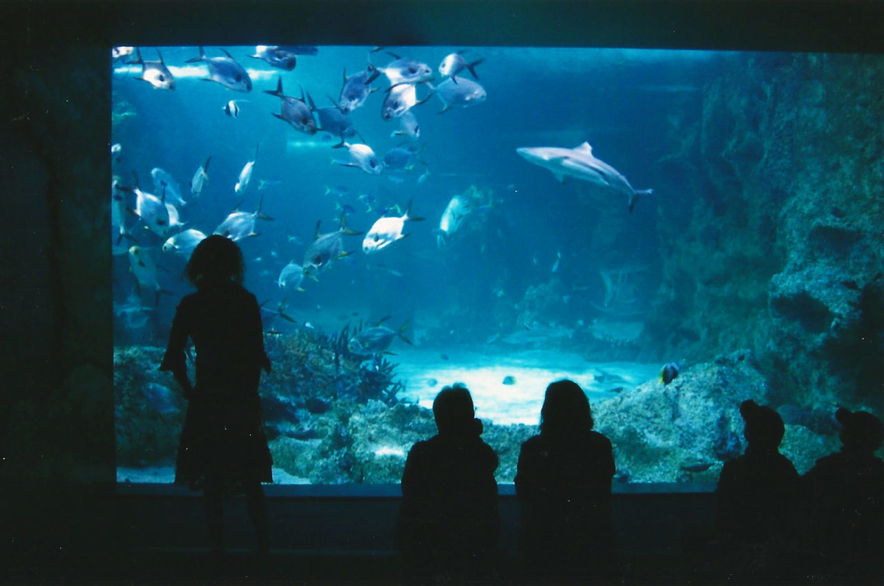 PEOPLE LOOKING AT AQUARIUM