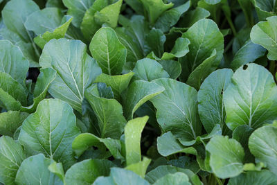 Full frame shot of green leaves