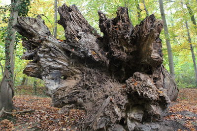 Close-up of lizard on tree trunk in forest