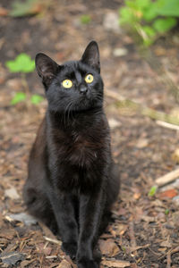 Portrait of black cat on field