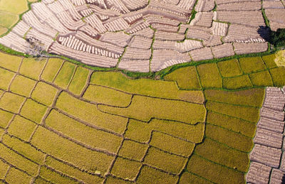 High angle view of agricultural field