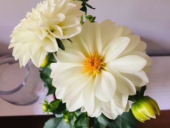 Close-up of white flowering plant