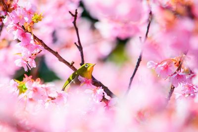 Close-up of bird perching on branch amidst cherry blossoms in spring