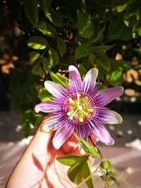 Close-up of hand holding flower