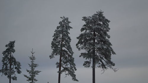 Low angle view of silhouette tree against clear sky