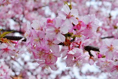 Close-up of pink cherry blossoms in spring